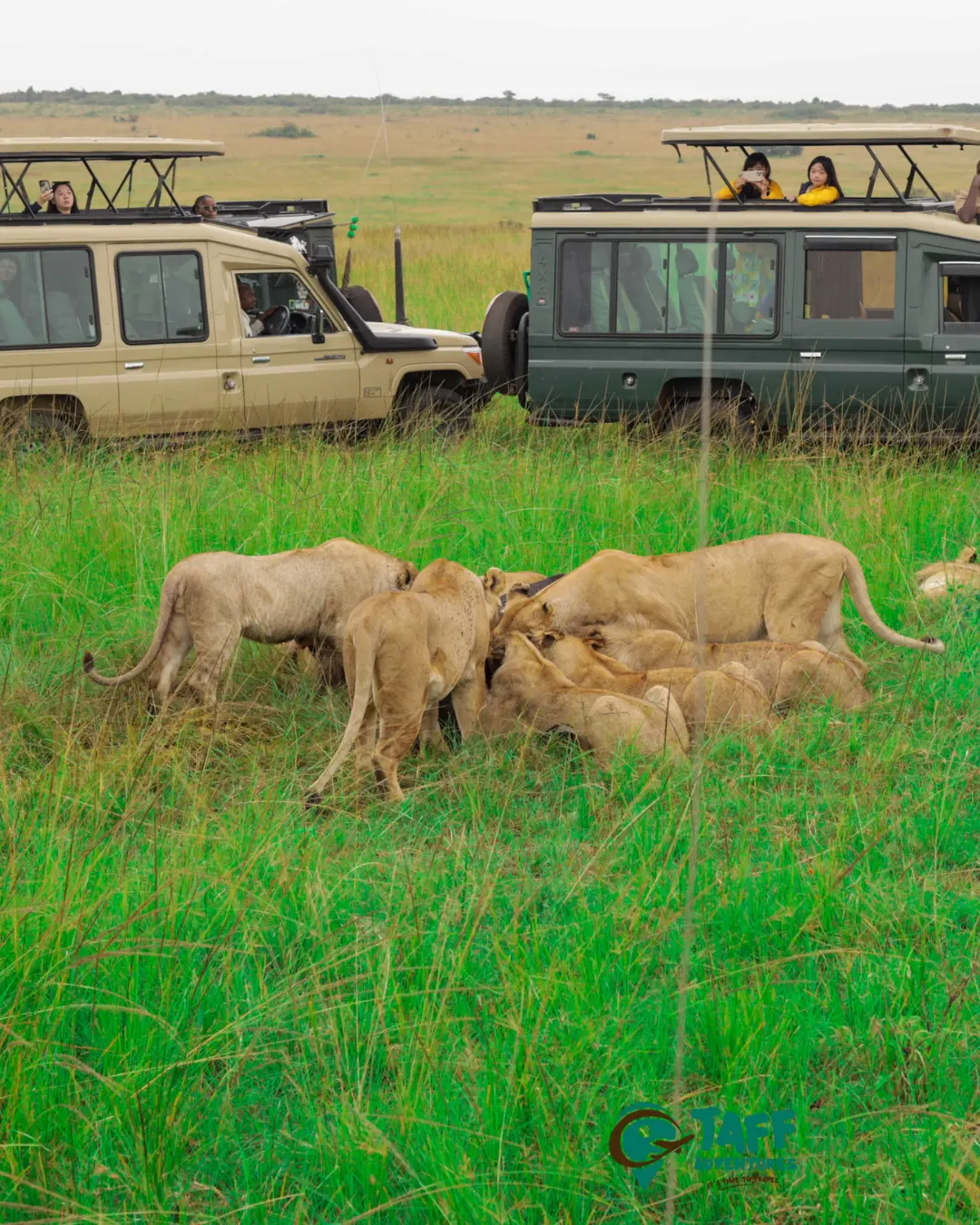 Kenya safari planning guide
